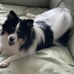 Henry - Pomsky