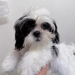 Marky - Black and white male Shih Tzu puppy in Victorville, California from RUMBLE n TUMBLE
