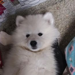 Celine - White Samoyed puppy in Durant, Oklahoma from OrangeLine Samoyeds