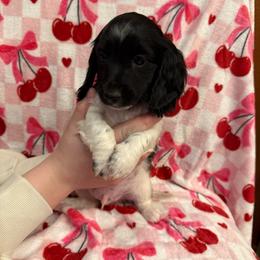 Male 1 LIMITED AKC - Piebald male Dachshund puppy in Aurora, Missouri from Baker Farms