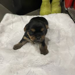 Elf - Black and tan male Yorkshire Terrier puppy in Belpre, Ohio from Blackwoods Yorkies