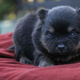 Wolf - Black and tan male Pomeranian puppy in Bremen, Indiana from AMS Pomeranians and Pomskies in Indiana