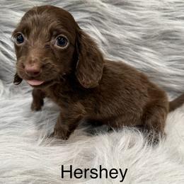 Hershey - Chocolate male Dachshund puppy in Cabool, Missouri from Dachshund's of Country Magic Farms in Missouri