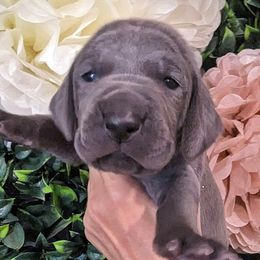 Girl 5 - Blue Weimaraner puppy in Jupiter, Florida from Khepri Weimaraners
