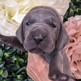 Girl 5 - Blue Weimaraner puppy in Jupiter, Florida from Khepri Weimaraners