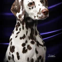 Dalmatian puppies from Prestige Dalmatians