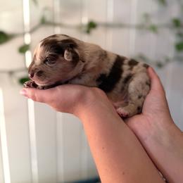 Carter - Red merle male Australian Shepherd puppy in Dunn, North Carolina from The Dogs of Working Aussies Homestead