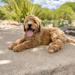 Banks - Red Bernedoodle puppy in Thatcher, Arizona from Brush Fire Doodles
