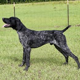German Shorthaired Pointers from Moccasin Creek Pointers