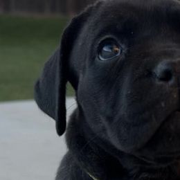 Cane Corso from Dal Deserto Cane Corso