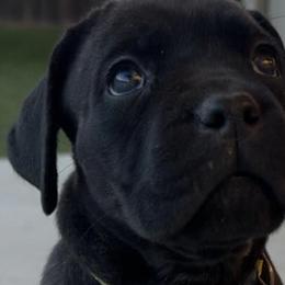 Cane Corso from Dal Deserto Cane Corso
