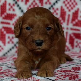 Girl 3 - female Goldendoodle puppy in Macedon, New York from Toodles Goldendoodles