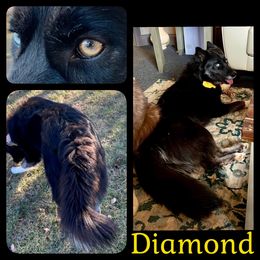 Diamond - Black female Siberian Husky puppy in Florence, Kentucky from Moonlight Howl Huskies