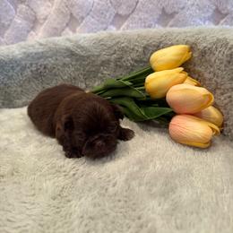 Rosie - Chocolate female Shih Tzu puppy in Success, Missouri from Sweet Success