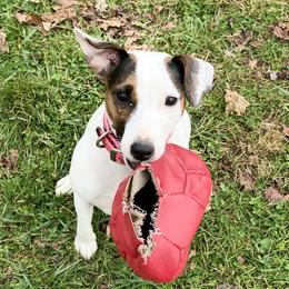 Lily - Parson Russell Terrier