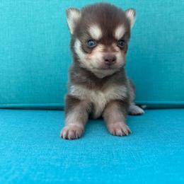Ember - Chocolate female Pomsky puppy in Valparaiso, Indiana from Valparaiso Pomskys