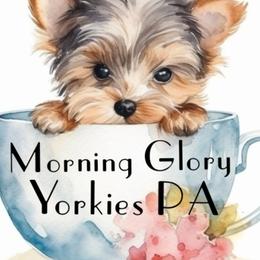 Yorkshire Terriers from Morning Glory Yorkies PA