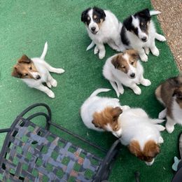 Collie, Old Time Scotch Collie, and Working Cross Puppies from Franklin Farm Collies