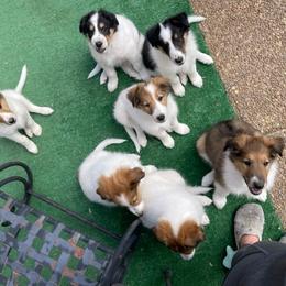 Collie, Old Time Scotch Collie, and Working Cross Puppies from Franklin Farm Collies