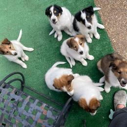 Collie, Old Time Scotch Collie, and Working Cross Puppies from Franklin Farm Collies