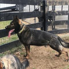 Vik - German Shepherd