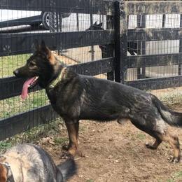 Vik - German Shepherd