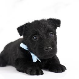Coal - Black male Scottish Terrier puppy in Stevens, Pennsylvania from K&M Kennel