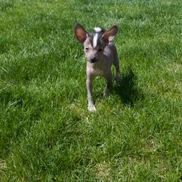 Chinese Crested Puppies from Alvarez Chinese Crested