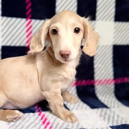 Nick - Cream male Dachshund puppy in Lake City, Florida from KNG FARMS