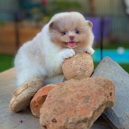 Scooby - Lavender male Pomeranian puppy in Stockton, California from Pommiepalace
