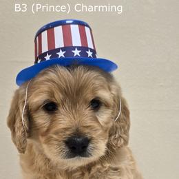 Boy 3 - Cream male Goldendoodle puppy in Milford, Michigan from Servant Kennel