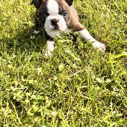 Boston Terrier and French Bulldog Puppies from 3B Kennels-Beth’s Best Boston’s