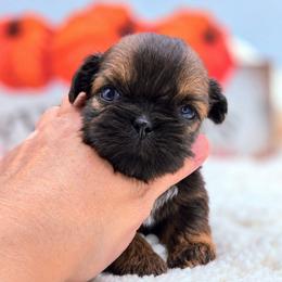 Ross - Sable male Shih Tzu puppy in Richmond, Texas from Aleka Shih Tzu