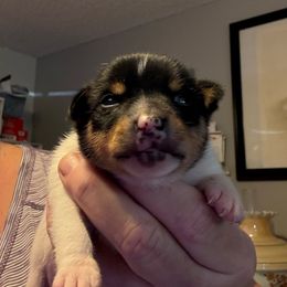 Pup A - White black and tan male Toy Fox Terrier puppy in Clermont, Florida from Debbie Hiles's Toy Fox Terriers