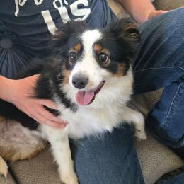 Miniature American Shepherd puppies from BennettValleyAussies
