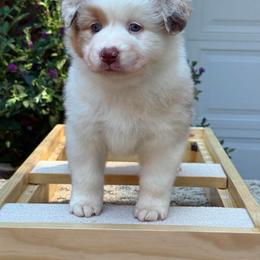 RMF2 - Red merle female Australian Shepherd puppy in Lakeside, Montana from Saddle Peak Aussies