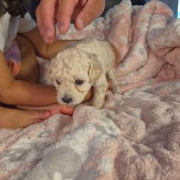 Mochi - Cream female Poodle puppy in Corona, California from Poodle house CA