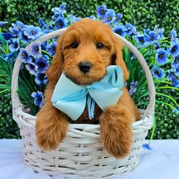 Gracie's Light Bue Boy - Red  male Goldendoodle puppy in Kountze, Texas from Texas Doodles LLC