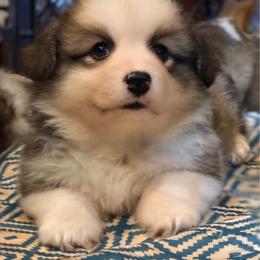 Rhys - Red male Pembroke Welsh Corgi puppy in Inola, Oklahoma from Pine Lane Pembrokes
