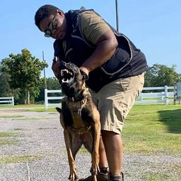 Belgian Malinois from Vom Herden Haus Kennels