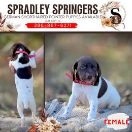 English Springer Spaniel and German Shorthaired Pointer Puppies from Spradley Springers