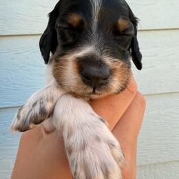 3rd Pick Male - Blue belton and tan (tri-color) male Llewellin Setter puppy in Blackfoot, Idaho from Sand Hill Shepherds & Setters