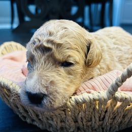 Cinnamon - Brown and white female Aussiedoodle puppy in Fate, Texas from Dandy Lane Poodles & Doodles