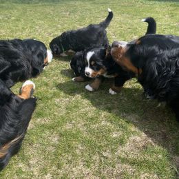 Bernese Mountain Dog Puppies from Benton County Berners