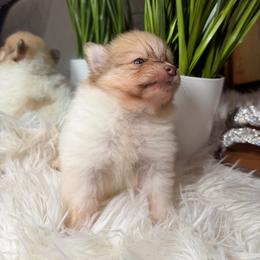 Princeton - Cream parti male Pomeranian puppy in Fort Worth, Texas from Clara’s Kennel
