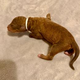 Sage - Brown male Poodle puppy in Piqua, Kansas from Legacy Farms Standard Poodles