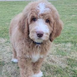 Goldendoodle puppies from Elite Goldendoodles and Bernedoodles