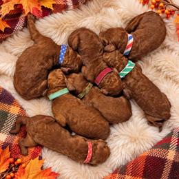 Boy 5 - Red  male Poodle puppy in Mc Henry, Illinois from Sunset Maple Poodles