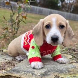 G7 - Cream male Dachshund puppy in Jacksonville, Texas from ArmnalegRanch LLC