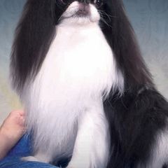 Japanese Chins from Fleur de PassyTM️ Japanese Chin